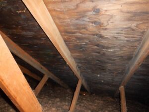 attic pics for mold